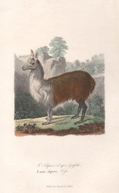 Alpaca, mid 19th French century animal engraving