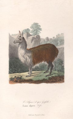 Alpaca, incisione animale della metà del XIX secolo francese