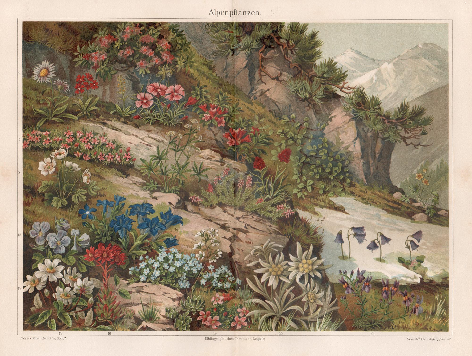 Alpenpflanzen (Alpine Plants), German antique botanical chromolithograph print