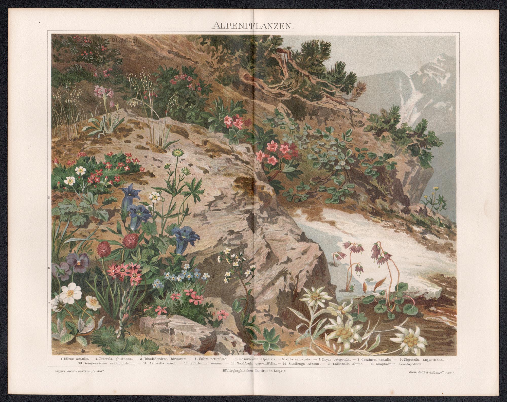 Piante alpine, stampa cromolitografica antica tedesca sui fiori botanici - Print di Unknown