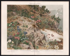 Alpine Plants, German antique botanical flowers chromolithograph print