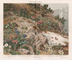 Alpine Plants, German antique botanical flowers chromolithograph print