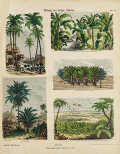 American Trees - Etching - 19th Century