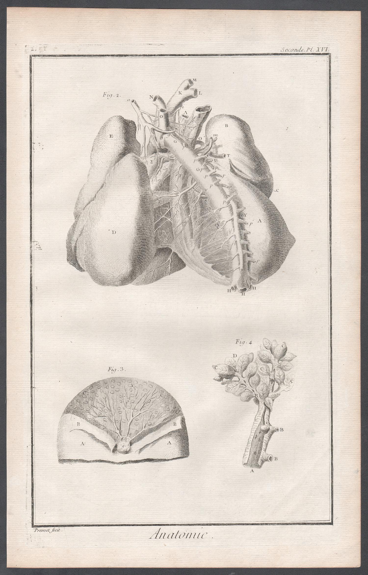 'Anatomie' - Arteries of the chest, French anatomy medical engraving, c1770 - Print by Unknown