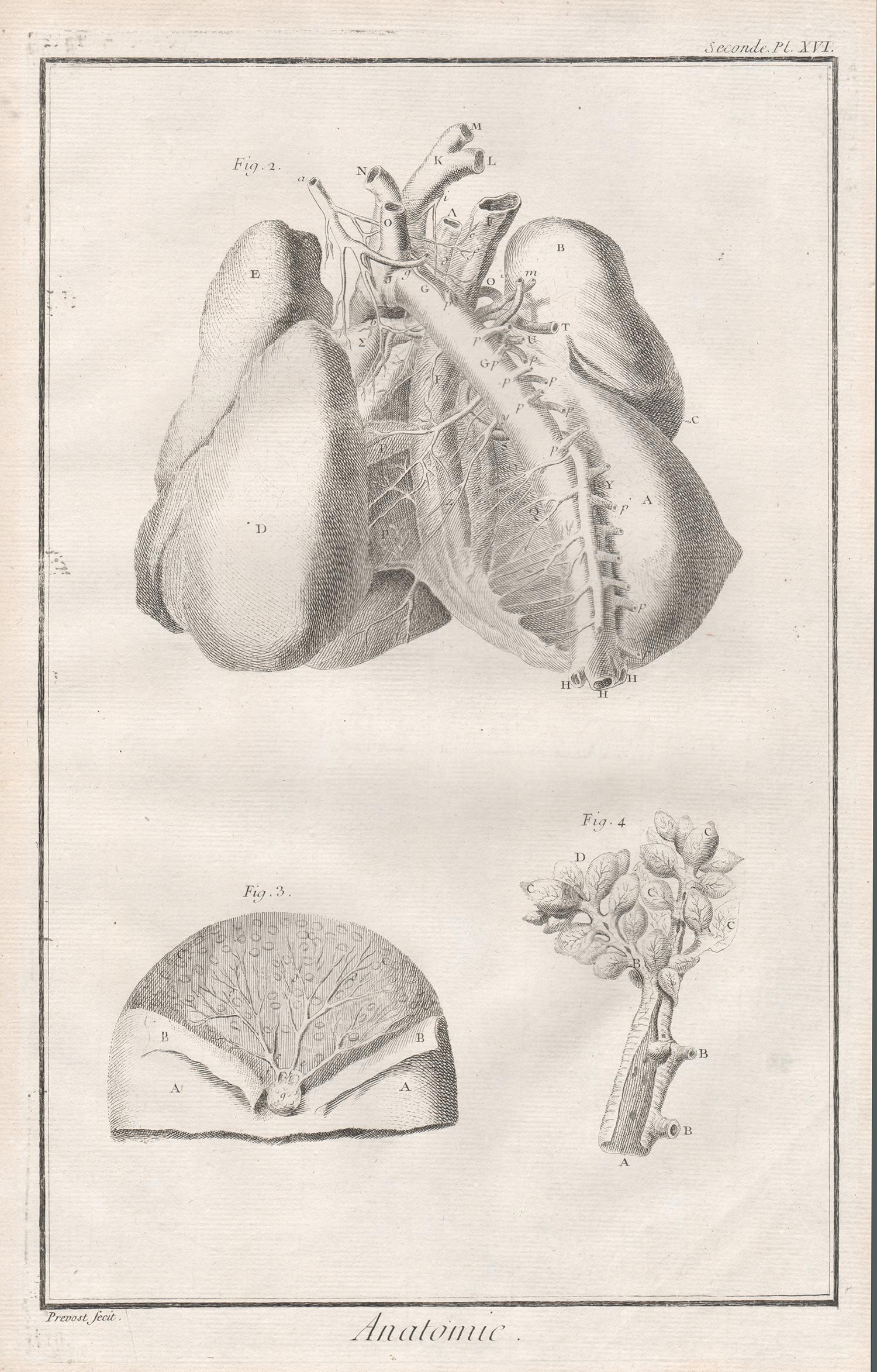 „ Anatomie“ – Arteries of the chest, französische Anatomie, medizinische Gravur, um 1770