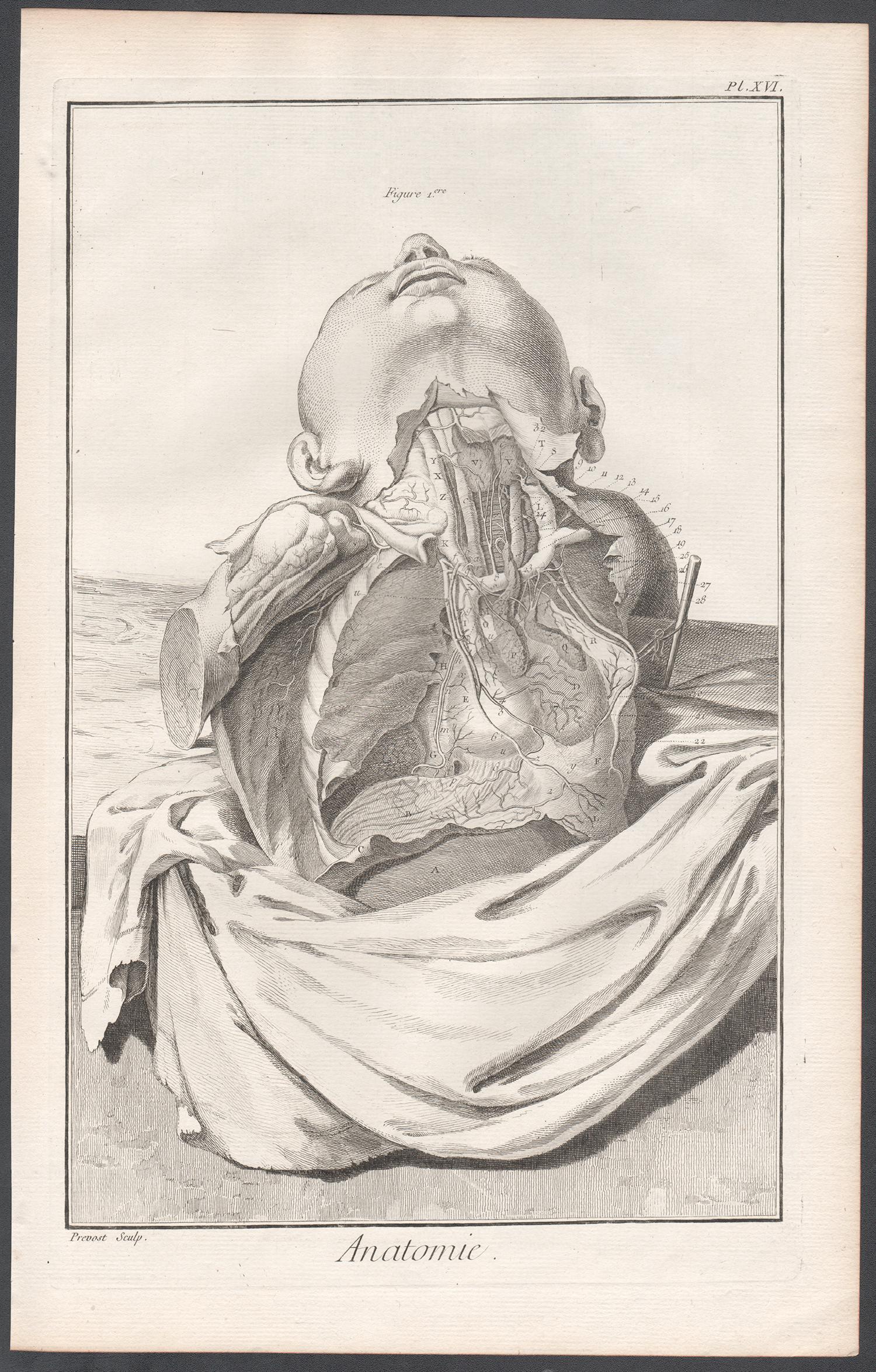 'Anatomie' - Arteries of the chest, French medical anatomy engraving, c1770 - Print by Unknown