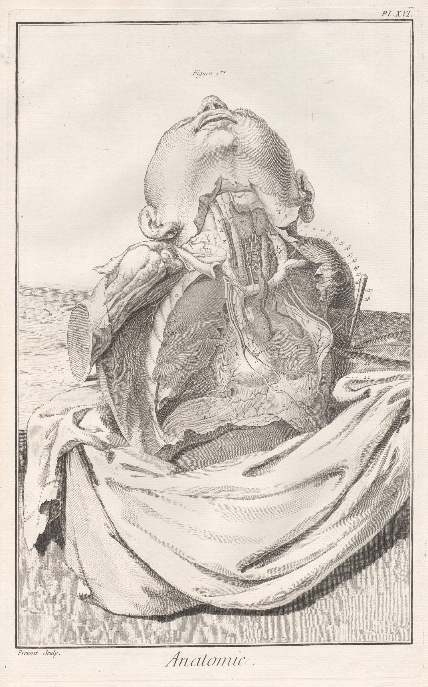 Unknown Figurative Print - 'Anatomie' - Arteries of the chest, French medical anatomy engraving, c1770