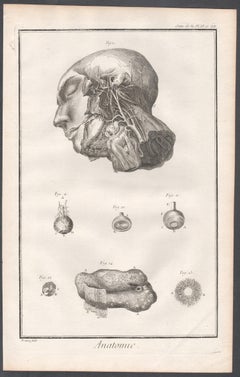 'Anatomie' - Arteries of the face, French medical anatomy engraving, c1770