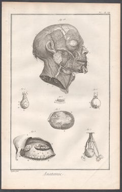 'Anatomie' - Arteries of the face, French medical anatomy engraving, c1770