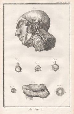 Antique 'Anatomie' - Arteries of the face, French medical anatomy engraving, c1770