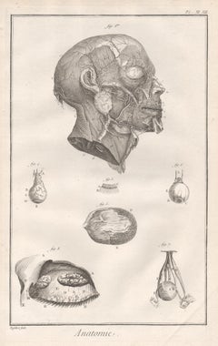 Antique 'Anatomie' - Arteries of the face, French medical anatomy engraving, c1770