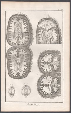 'Anatomie' - Cavities of the brain, French medical anatomy engraving, c1770