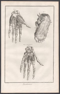 'Anatomie' - Hands and Feet, French medical anatomy engraving, c1770