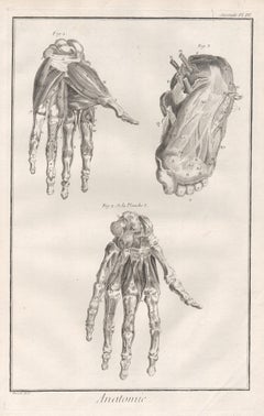 Antique 'Anatomie' - Hands and Feet, French medical anatomy engraving, c1770