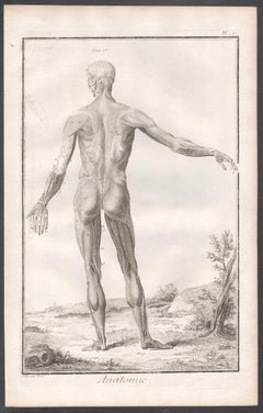 'Anatomie' - Human figure from reverse, French medical anatomy engraving, c1770