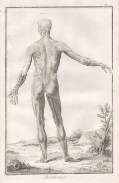 'Anatomie' - Human figure from reverse, French medical anatomy engraving, c1770