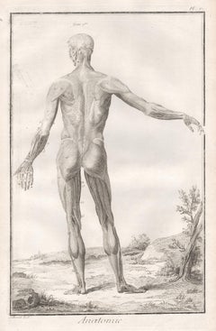 Antique 'Anatomie' - Human figure from reverse, French medical anatomy engraving, c1770