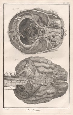 'Anatomie' - Interior of the Brain, French medical anatomy engraving, c1770