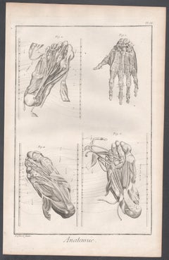 'Anatomie' - Muscles of the hands and feet, French anatomy engraving, c1770