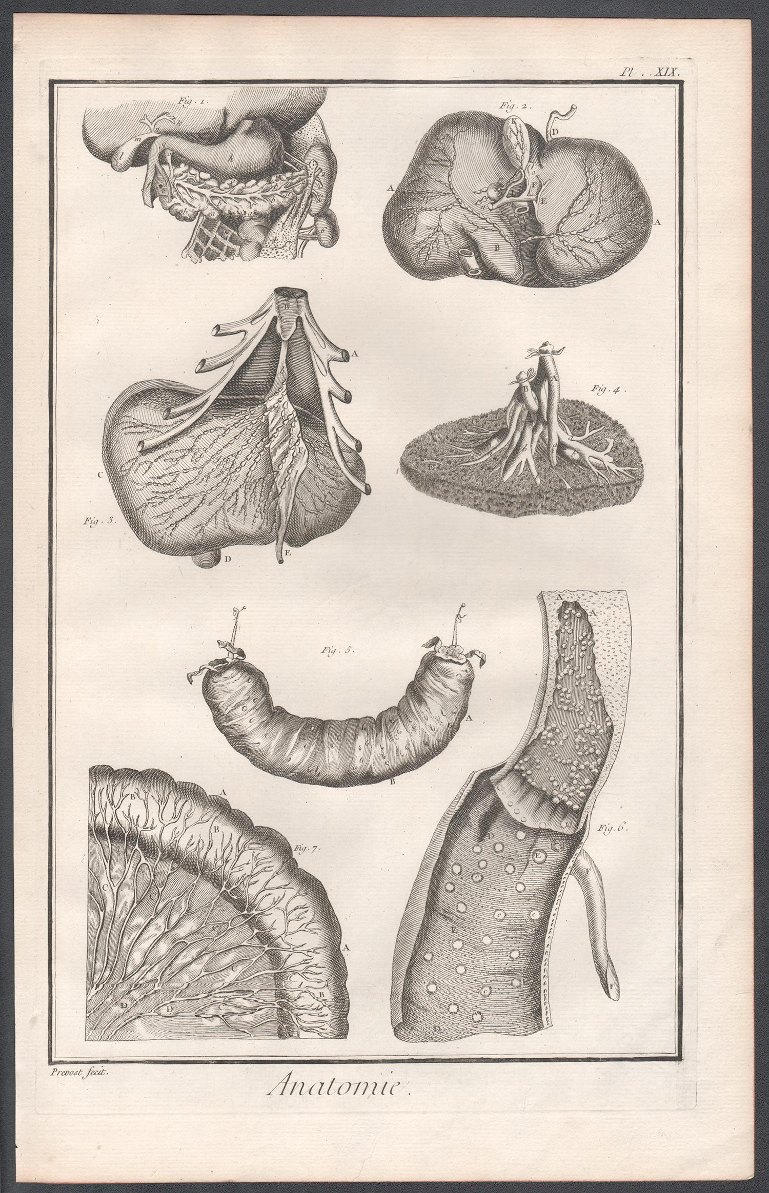 'Anatomie' - Parts of the Stomach, French medical anatomy engraving, c1770 - Print by Unknown
