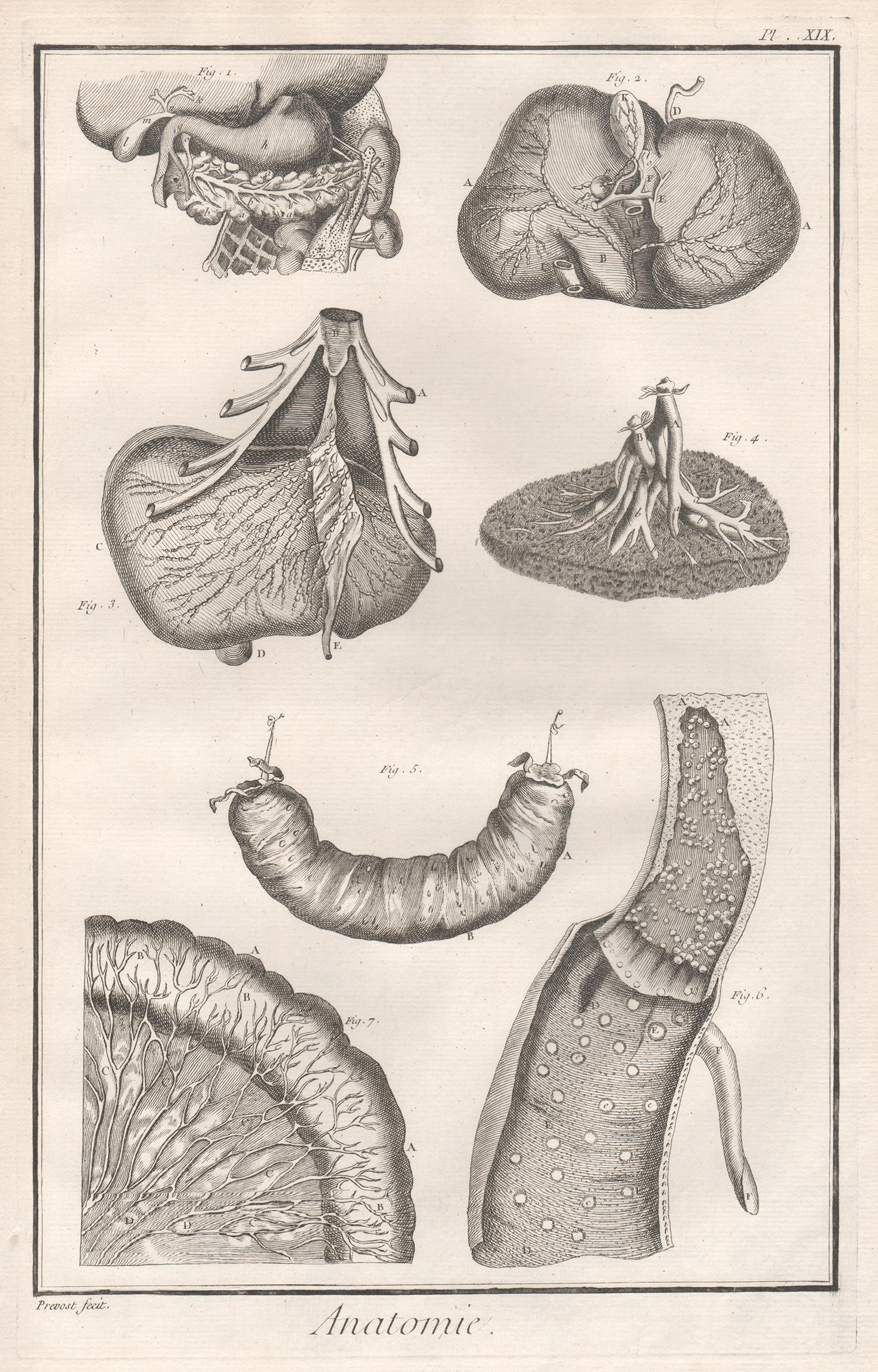 'Anatomie' - Parts of the Stomach, French medical anatomy engraving, c1770