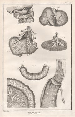 „ Anatomie“ – Teile des Stomachs, französisches Stich der medizinischen Anatomie, um 1770