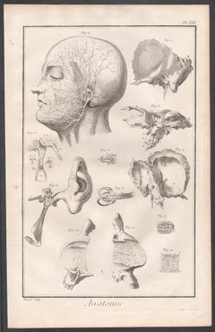 'Anatomie' - The Ear, French medical anatomy engraving, c1770