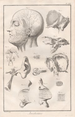 'Anatomie' - The Ear, French medical anatomy engraving, c1770