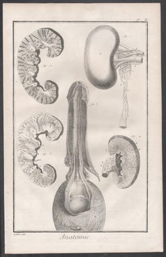 'Anatomie' - The Kidney, French anatomy engraving, c1770