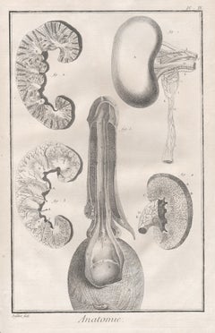 'Anatomie' - The Kidney, French anatomy engraving, c1770