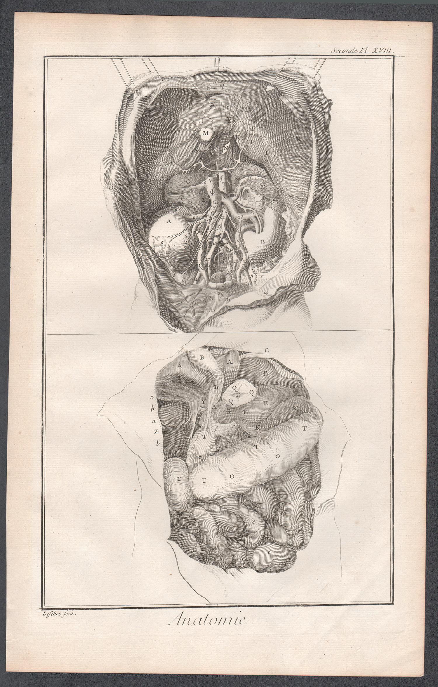 'Anatomie' - The Kidneys, French anatomy medical engraving, c1770 - Print by Unknown