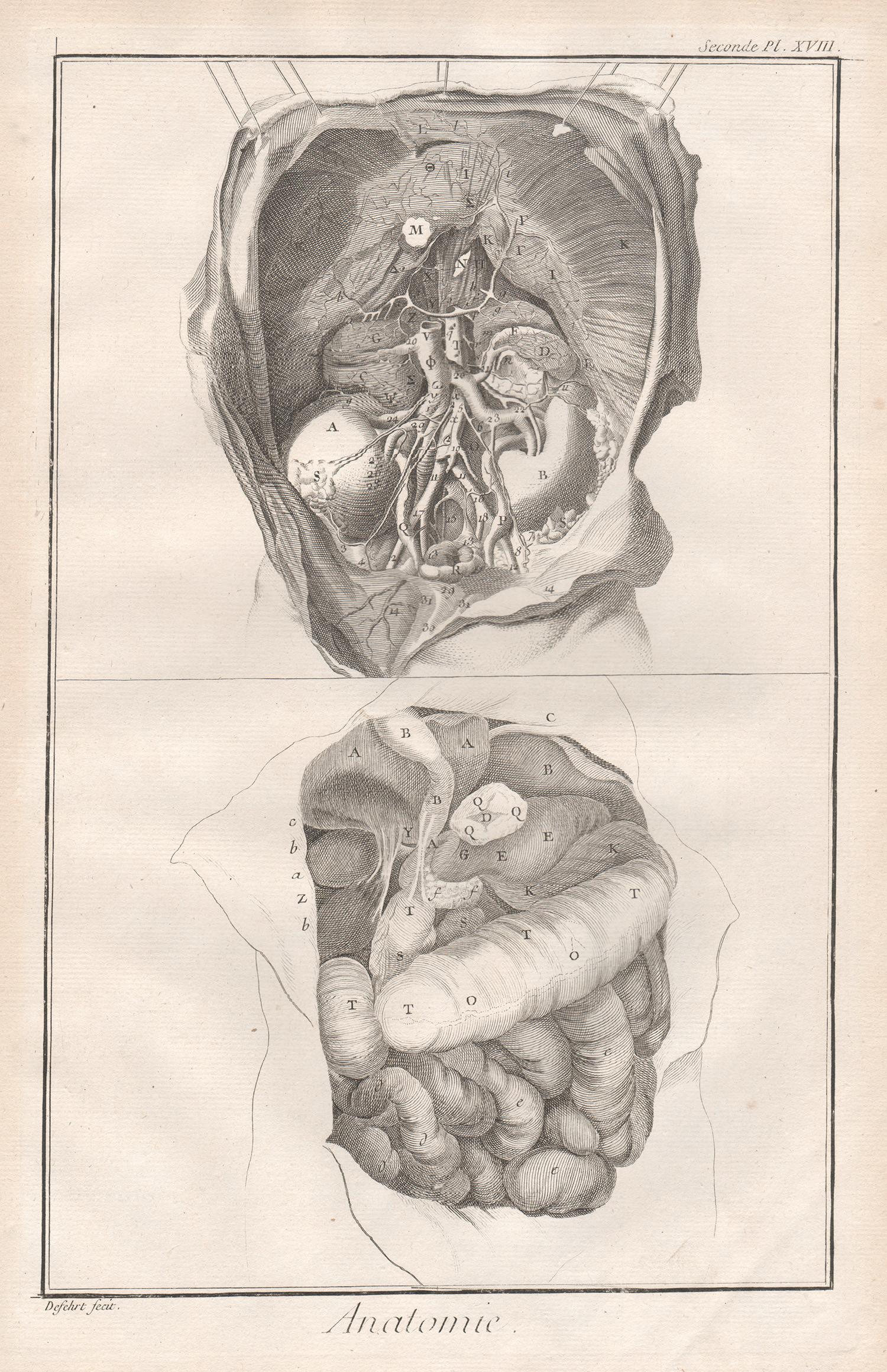 Unknown Print - 'Anatomie' - The Kidneys, French anatomy medical engraving, c1770