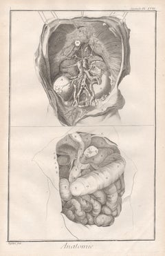 Antique 'Anatomie' - The Kidneys, French anatomy medical engraving, c1770