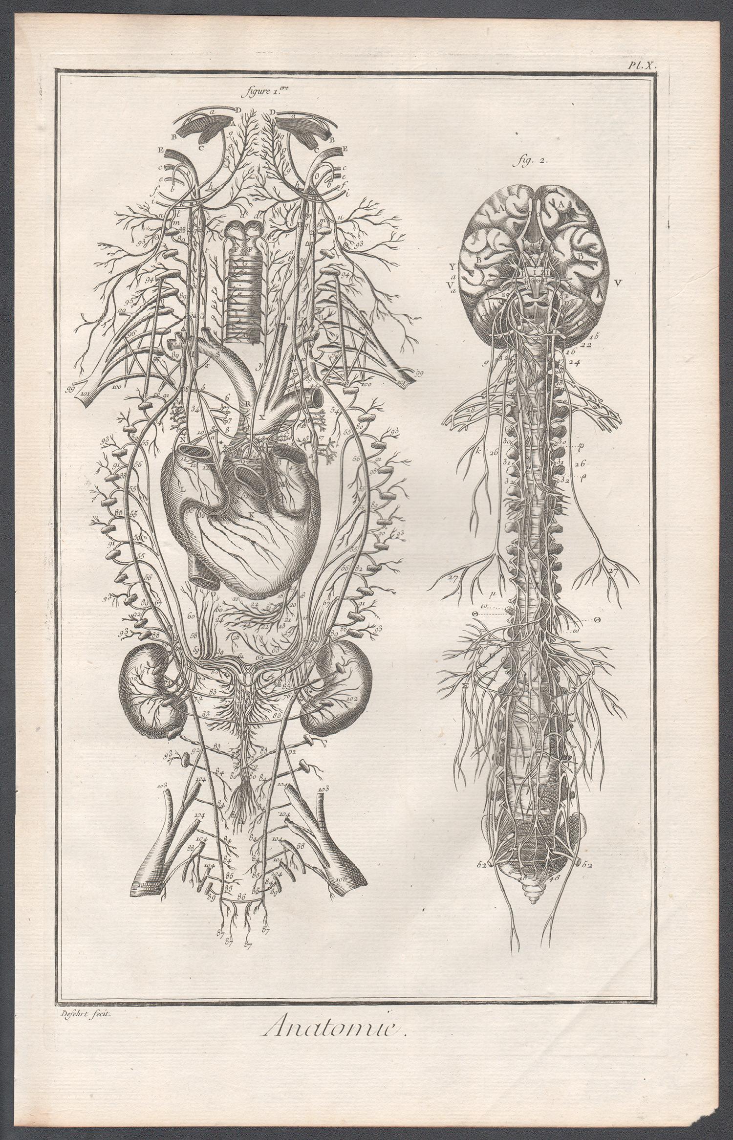 'Anatomie' - The Nervous System, French anatomy engraving, c1770 - Print by Unknown