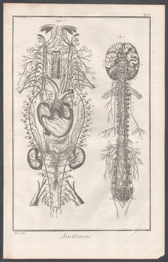 'Anatomie' - The Nervous System, French anatomy engraving, c1770
