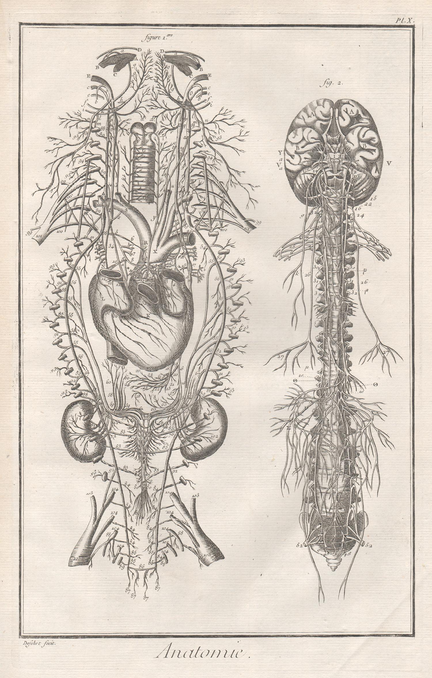 Unknown Print - 'Anatomie' - The Nervous System, French anatomy engraving, c1770