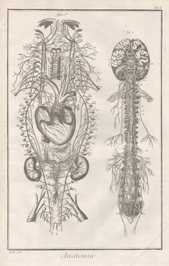 'Anatomie' - The Nervous System, French anatomy engraving, c1770