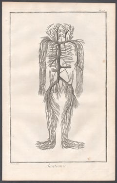 'Anatomie' - The Vena Cava, French medical anatomy engraving, c1770