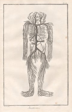 'Anatomie' - The Vena Cava, French medical anatomy engraving, c1770