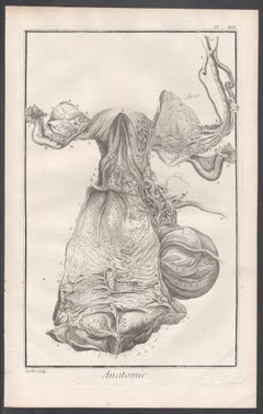 'Anatomie' - The Womb, French medical anatomy gynecology engraving, c1770