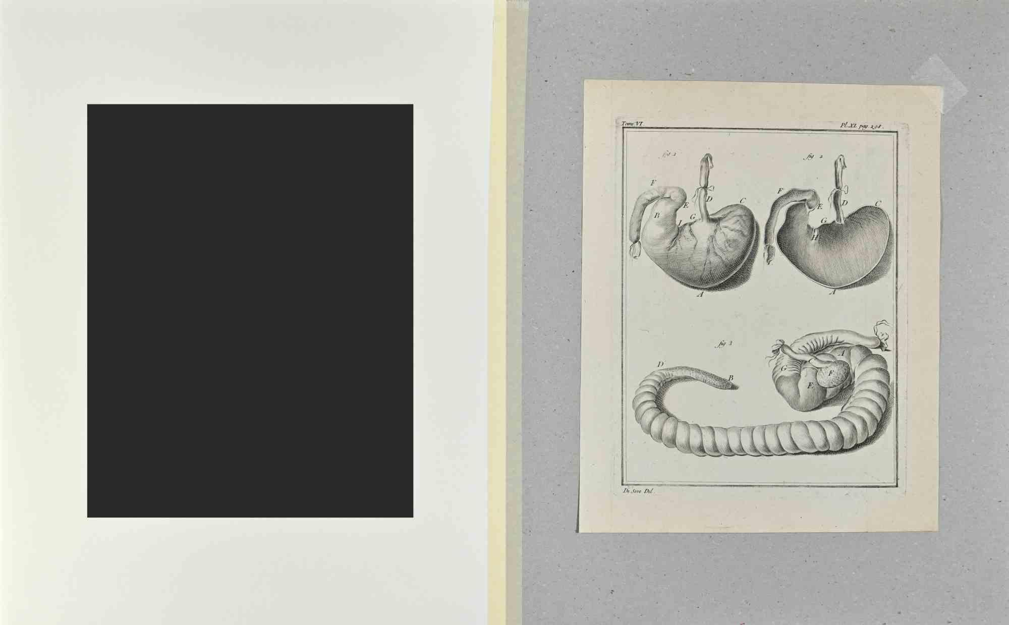 Anatomy of Animals - Etching - 1771 - Print by Unknown