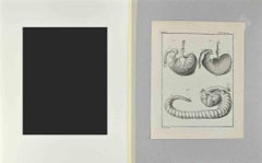 Anatomy of Animals - Etching - 1771