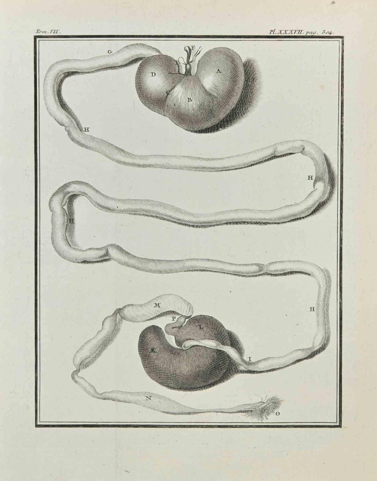 Unknown Figurative Print - Anatomy of Animals - Etching - 1771