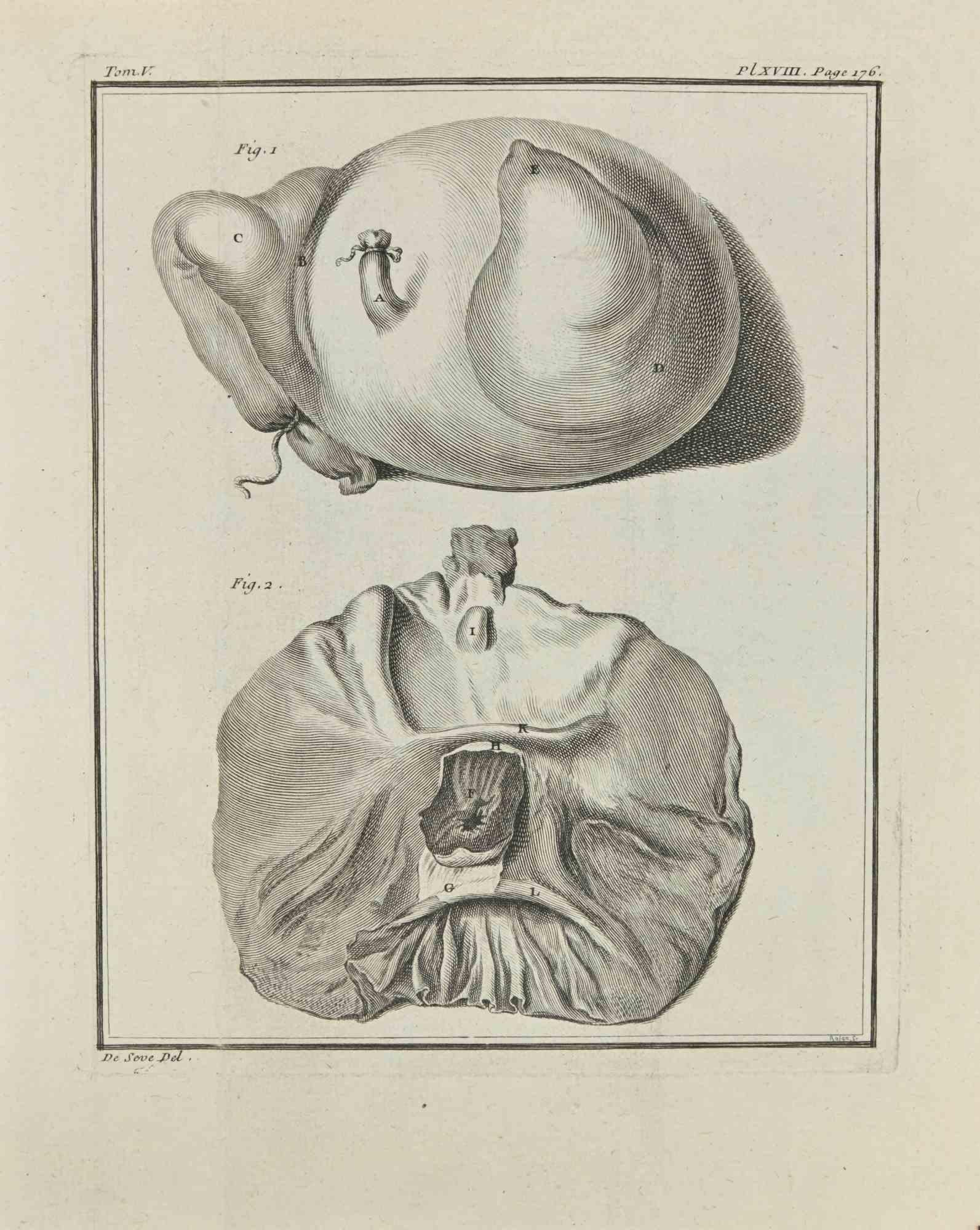 Anatomie von Tieren – Radierung – 1771