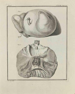 Anatomie des animaux - Gravure - 1771
