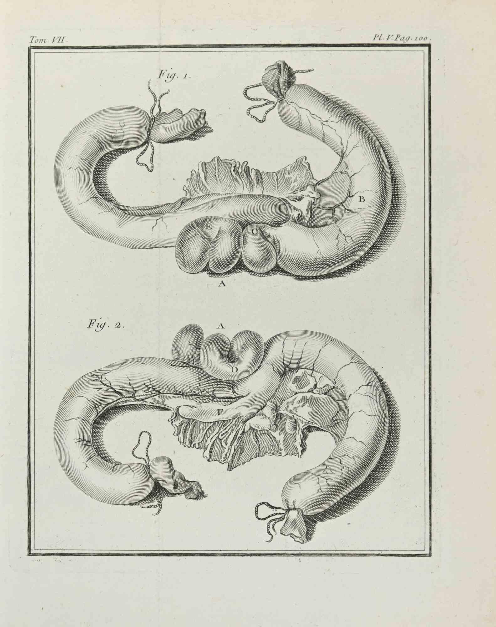Unknown Animal Print - Anatomy of Animals - Etching - 1771