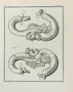 Anatomie von Tieren – Radierung – 1771
