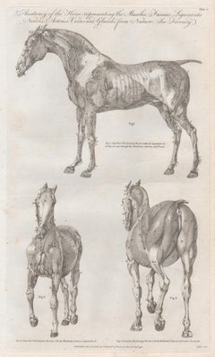 Antique Anatomy of the Horse, late 18th century engraving, 1790