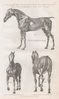 Antique Anatomy of the Horse, late 18th century engraving, 1790