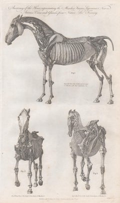 Anatomy of the Horse, late 18th century engraving, 1790